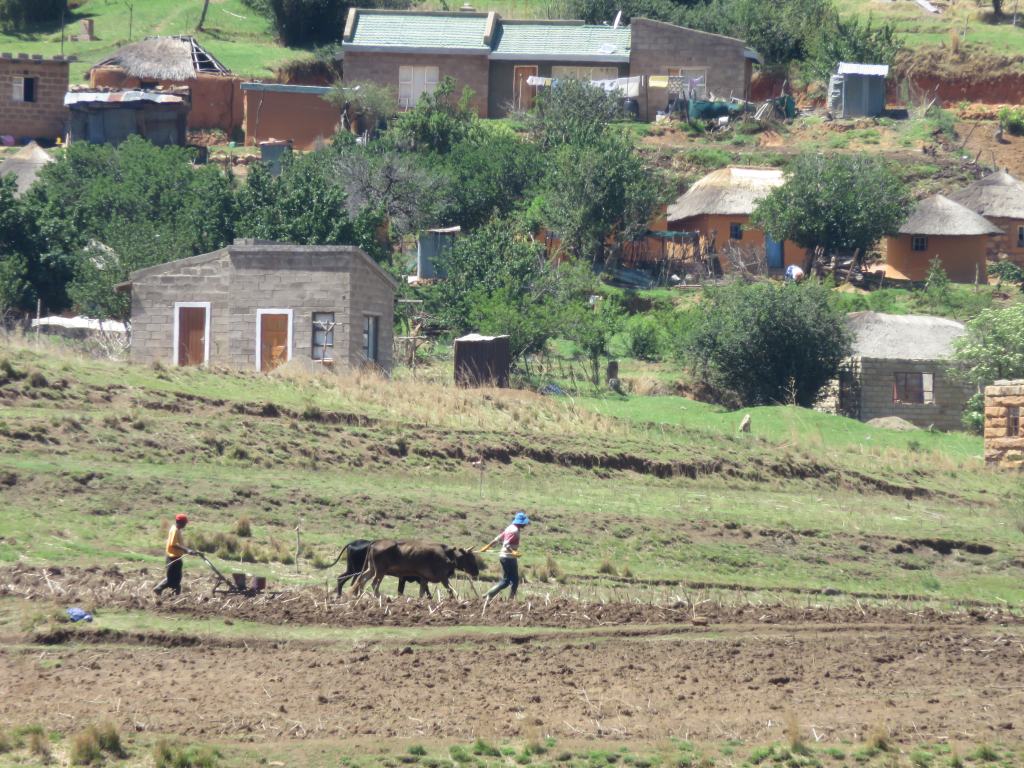 Mill Drift spring planting